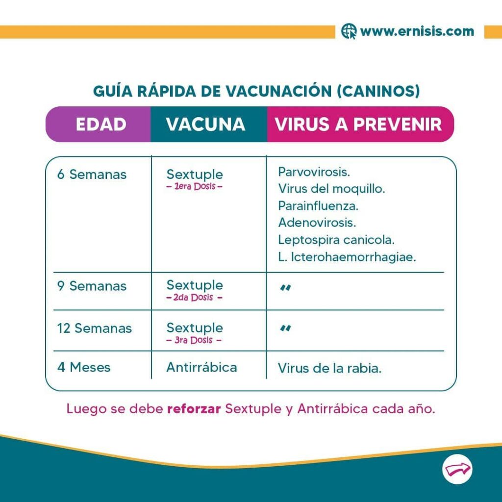 Guía rápida caninos - Vacunación veterinaria