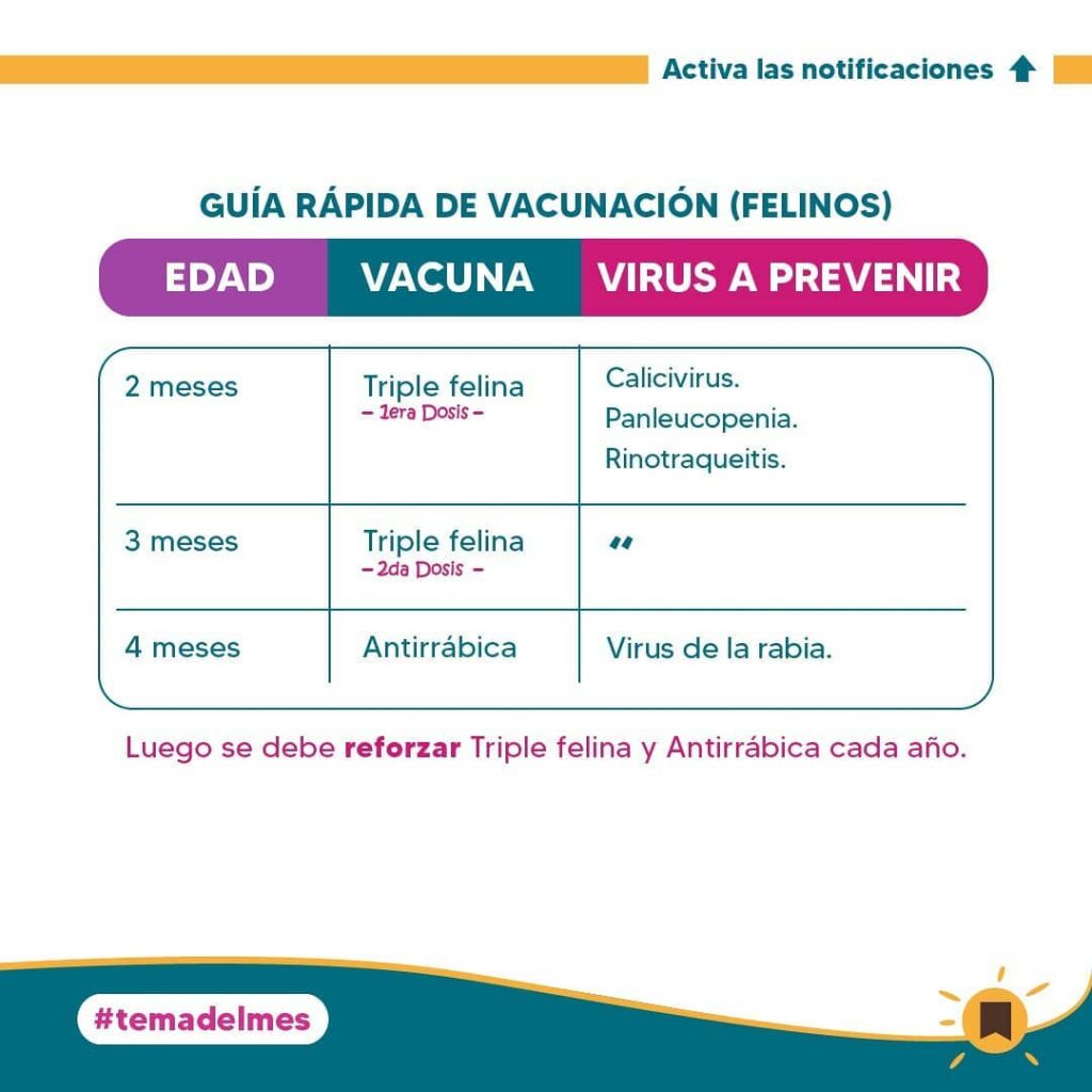 Guía rápida felinos - Vacunación veterinaria 